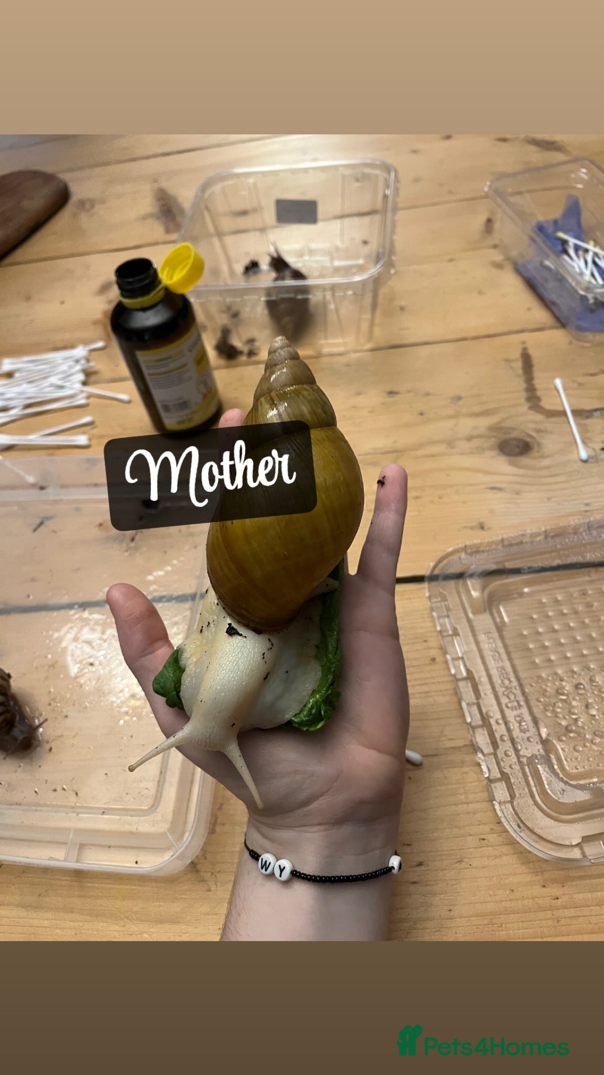 Snails invertebrates Baby giant African land snails - Advert 3