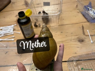 Snails invertebrates Baby giant African land snails - Advert 1