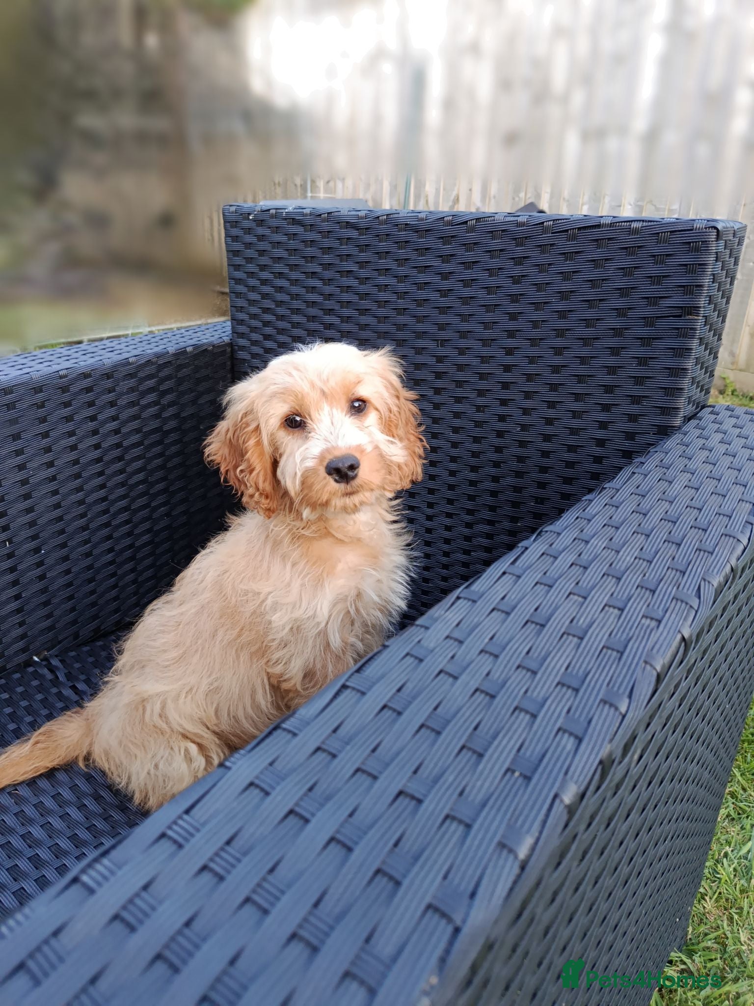 Cockapoo dogs Apricot F1 Cockapoo  - Advert 1