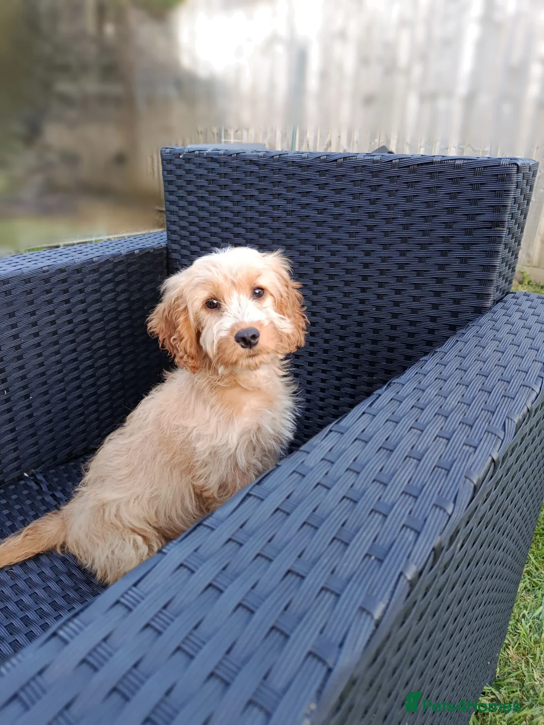 Cockapoo dogs for sale: Apricot F1 Cockapoo  - Advert 2