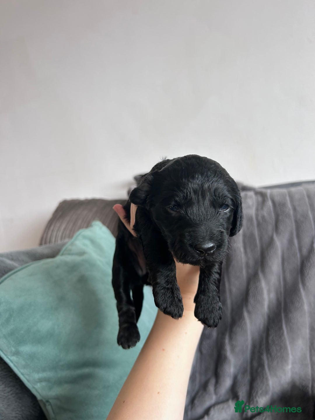 Cockapoo dogs for sale: Stunnning cockerpoos  - Image 7