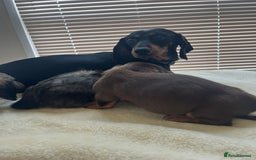 Dachshund dogs for sale: Dachshund puppies - Image 7