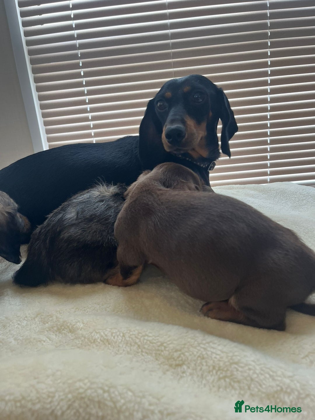 Dachshund dogs for sale: Dachshund puppies - Image 7