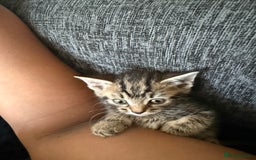 Mixed Breed cats for sale: Beautiful kitten  - Image 7