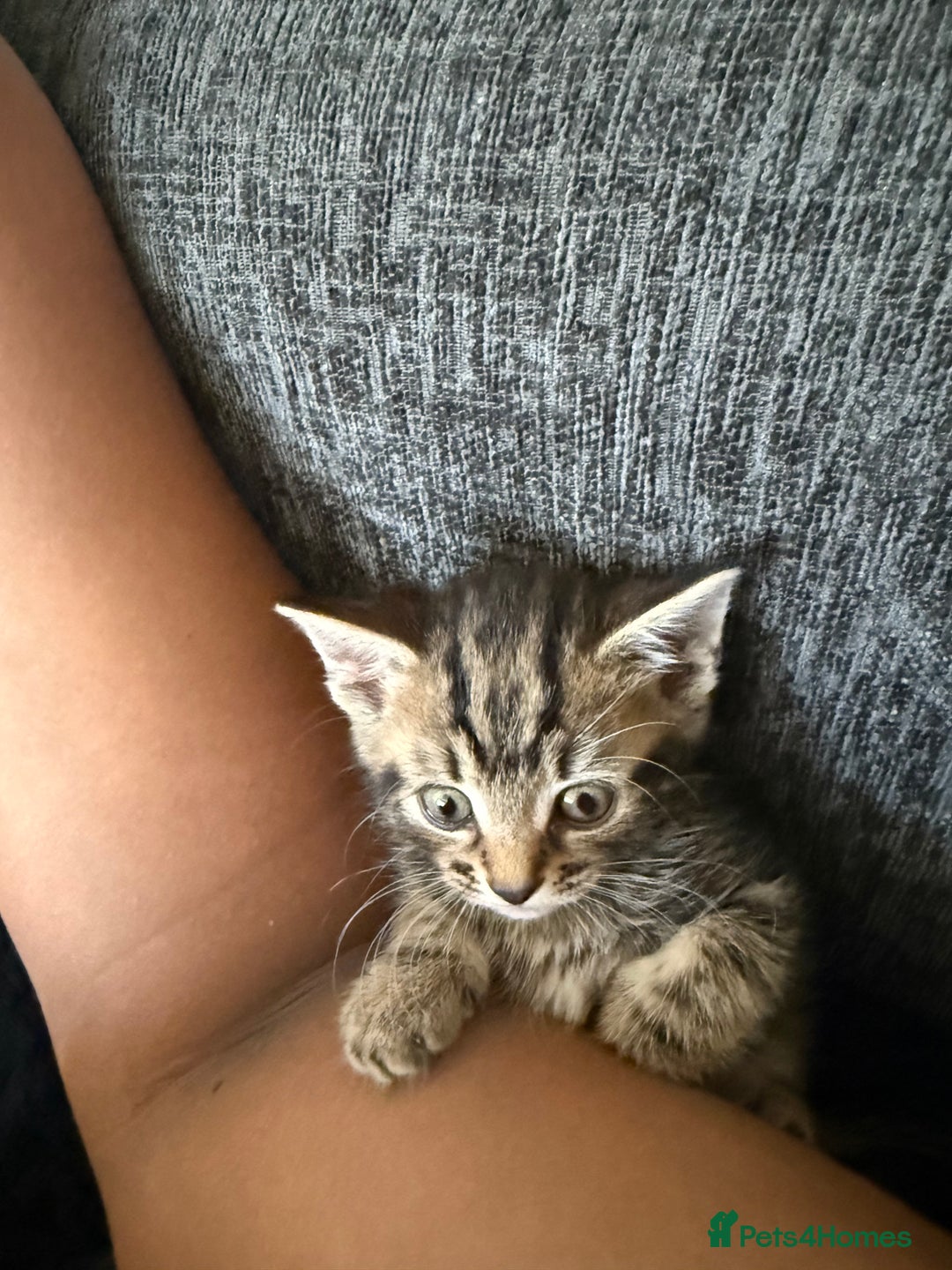 Mixed Breed cats for sale: Beautiful kitten  - Image 7