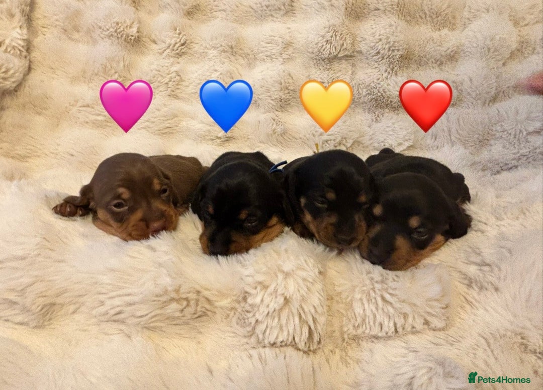 Miniature Dachshund dogs for sale: 🥇KC Registered Miniature Dachshunds Champion Line - Advert 1