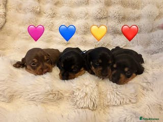 Miniature Dachshund dogs 🥇KC Registered Miniature Dachshunds Champion Line - Advert 14