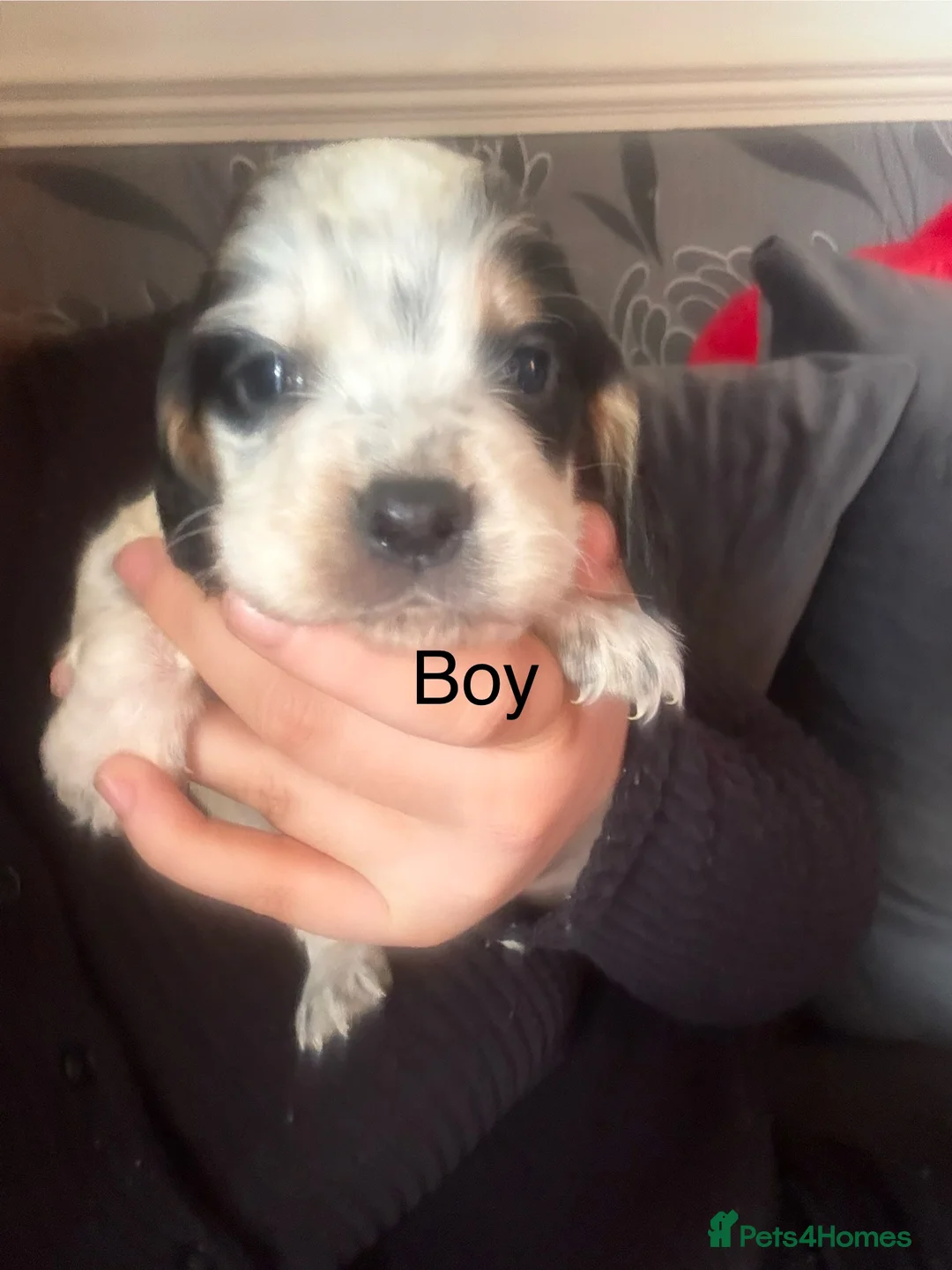 Sprocker dogs for sale: Spaniel puppies for sale - Advert 4