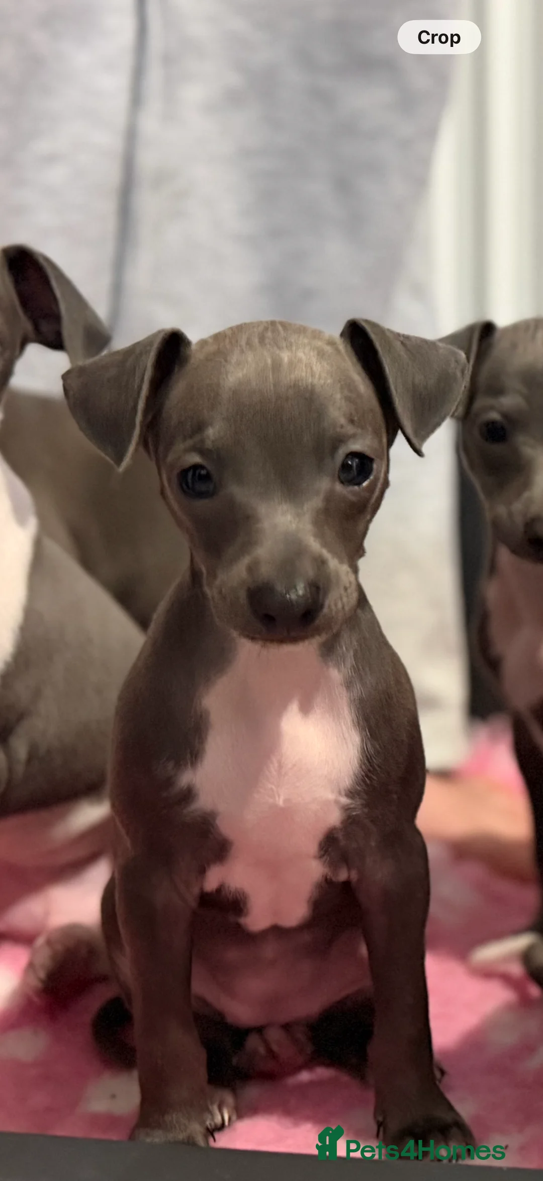 Italian Greyhound dogs for sale: Italian Greyhound Puppies - Advert 2