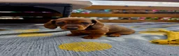 Miniature Dachshund dogs for sale: Beautiful miniature dachshunds in Treharris - Advert 4