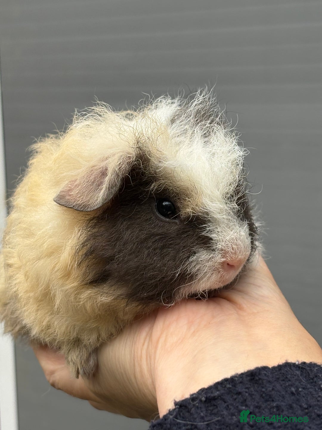 Guinea Pig rodents for sale: Lovely piggies, sheltie, Rex and Peruvian  - Image 10