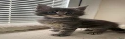Maine Coon cats for sale: TICA Registered Maine Coon Kittens Reserve now - Advert 22