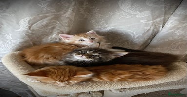 Maine Coon cats - Advert 5