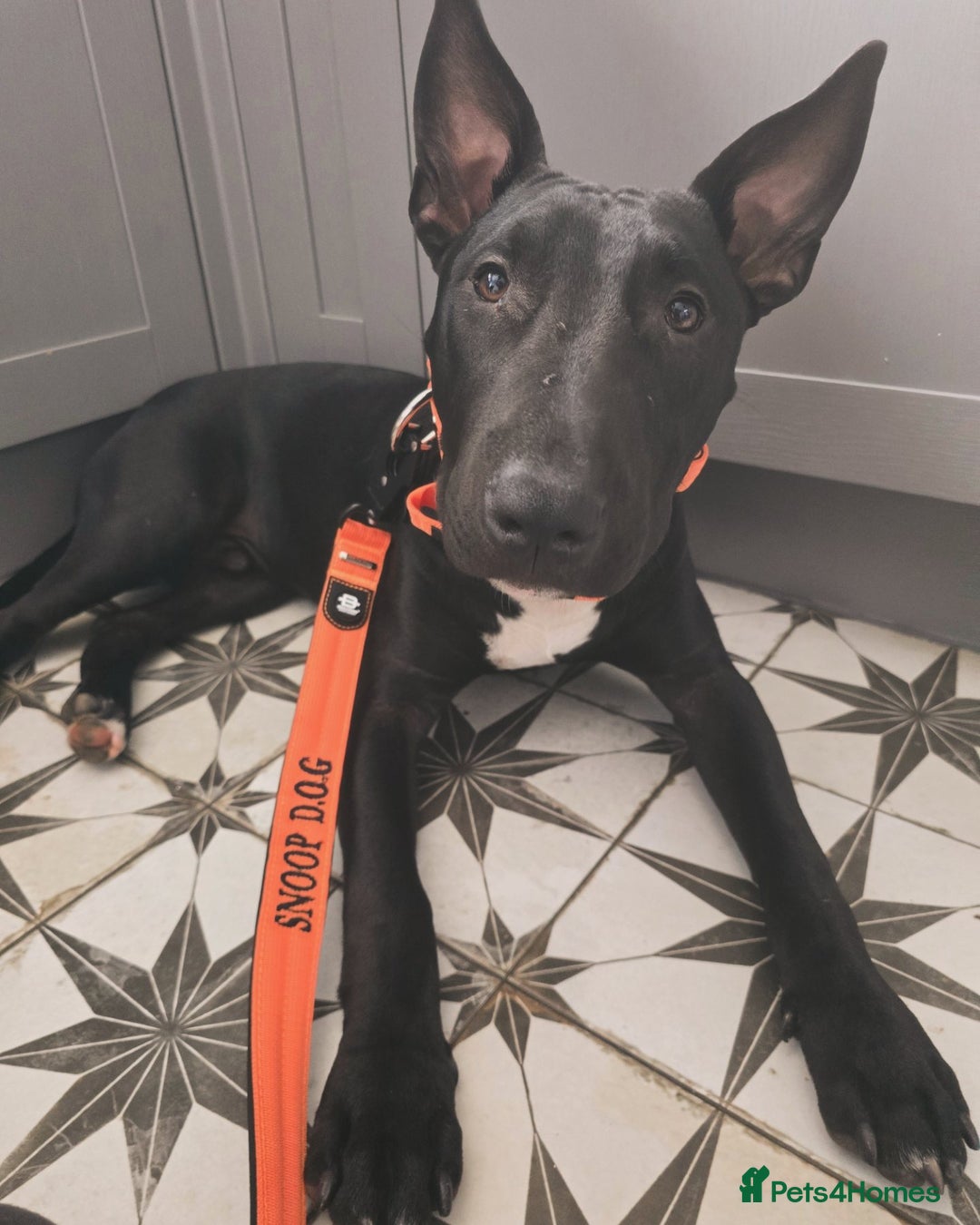 English Bull Terrier dogs for sale: English bull terrier WORKING LINES - Image 5