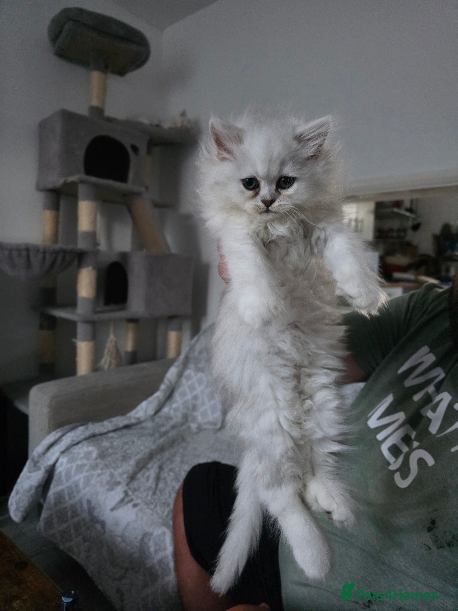 Persian cats for sale: Persian Chinchilla Kittens READY for Loving Homes - Advert 1