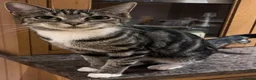 Mixed Breed cats for sale: Adorable kittens available this week - Advert 11