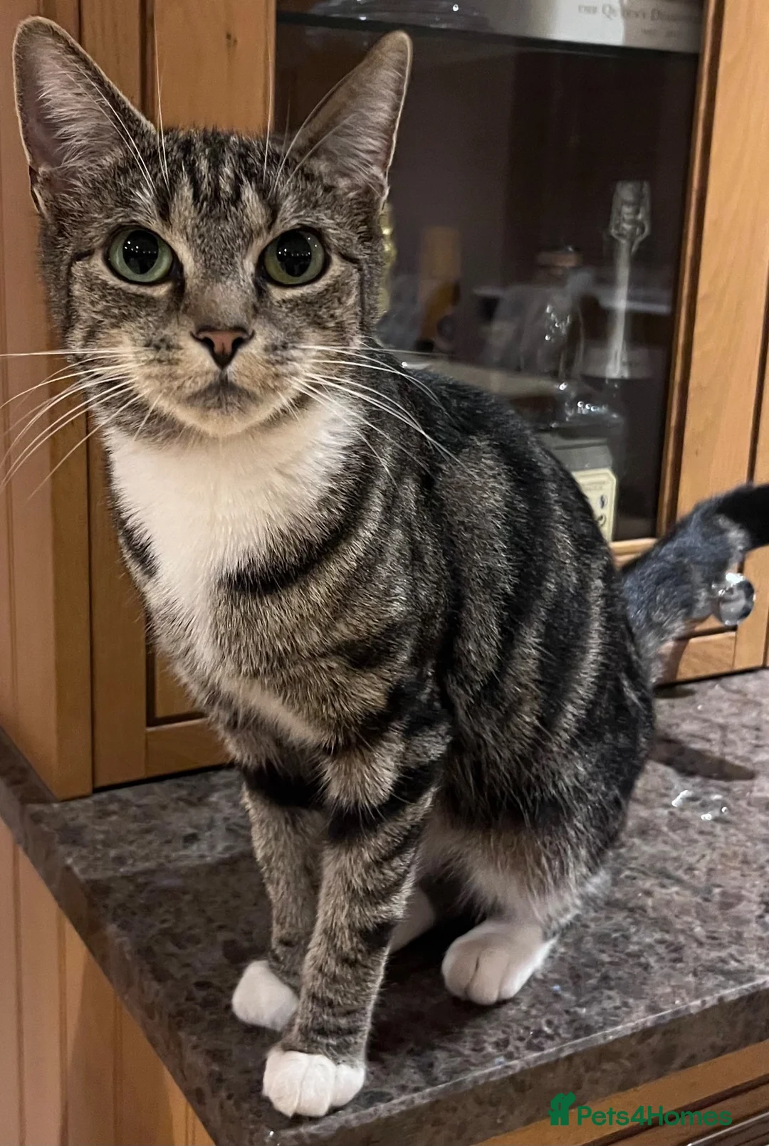 Mixed Breed cats for sale: Adorable kittens available this week - Advert 11