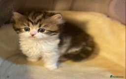 Munchkin cats for sale: Full Pedigree Munchkin Kittens  - Image 12