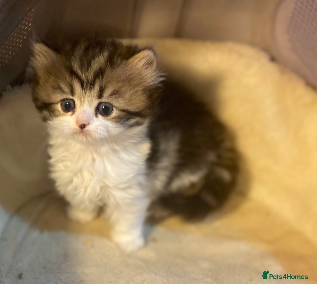 Munchkin cats for sale: Full Pedigree Munchkin Kittens  - Image 12