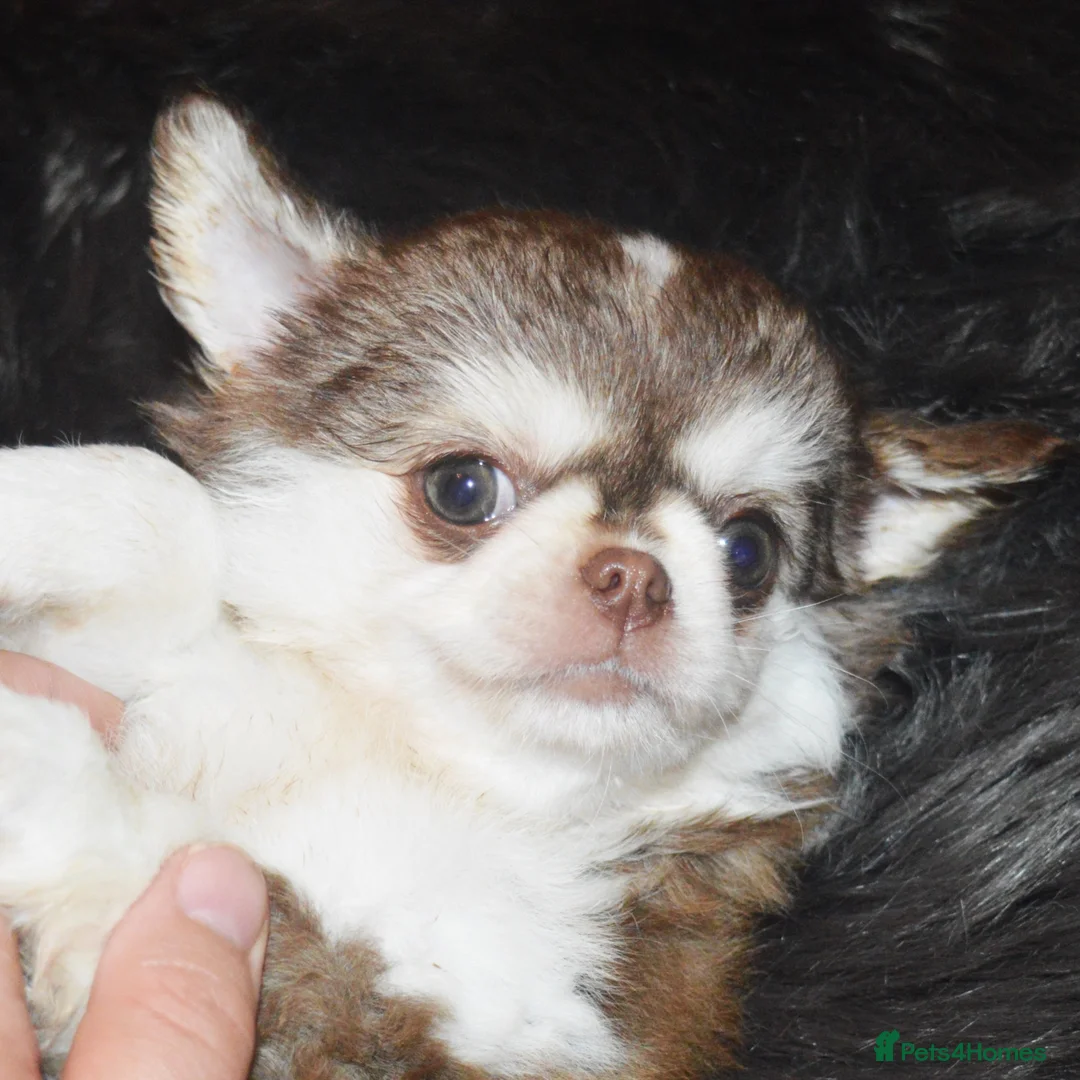 Chihuahua dogs for sale: STUNNING KC GIRL FROM HEALTH TESTED PARENTS  - Advert 2