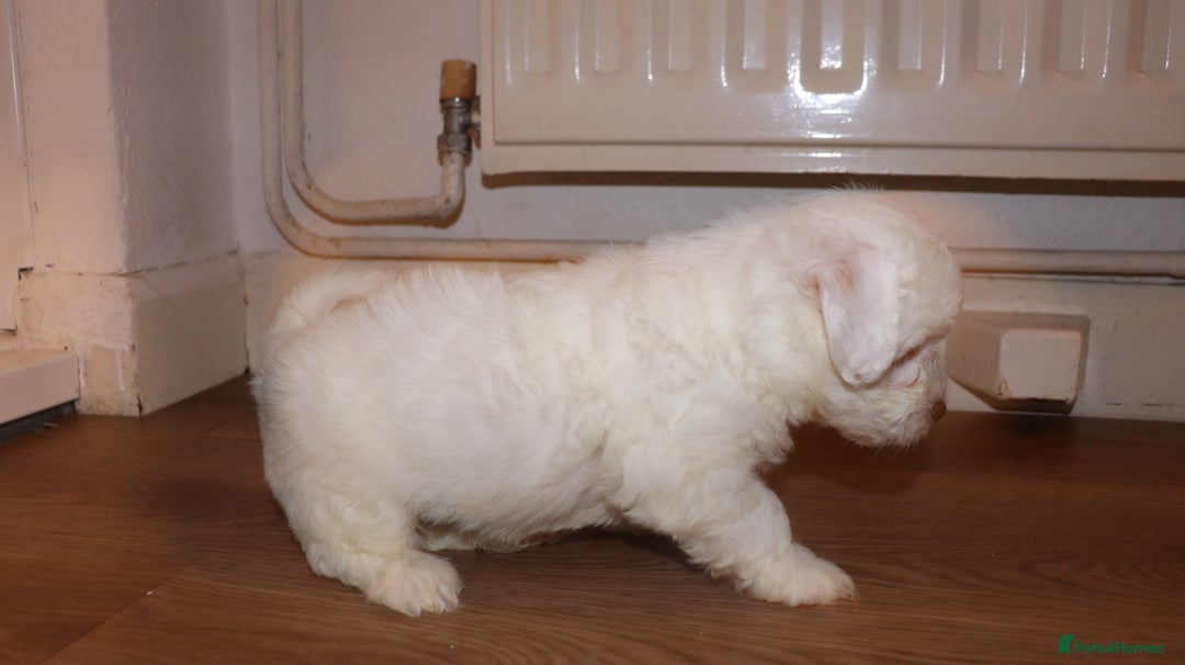 Havanese dogs for sale: Havanese - Advert 6