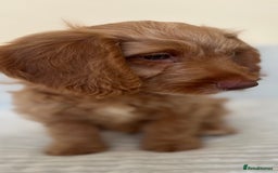 Cockapoo dogs for sale: Rare F1 apricot/ red fox DNA PRCD-PRA clear - Image 34