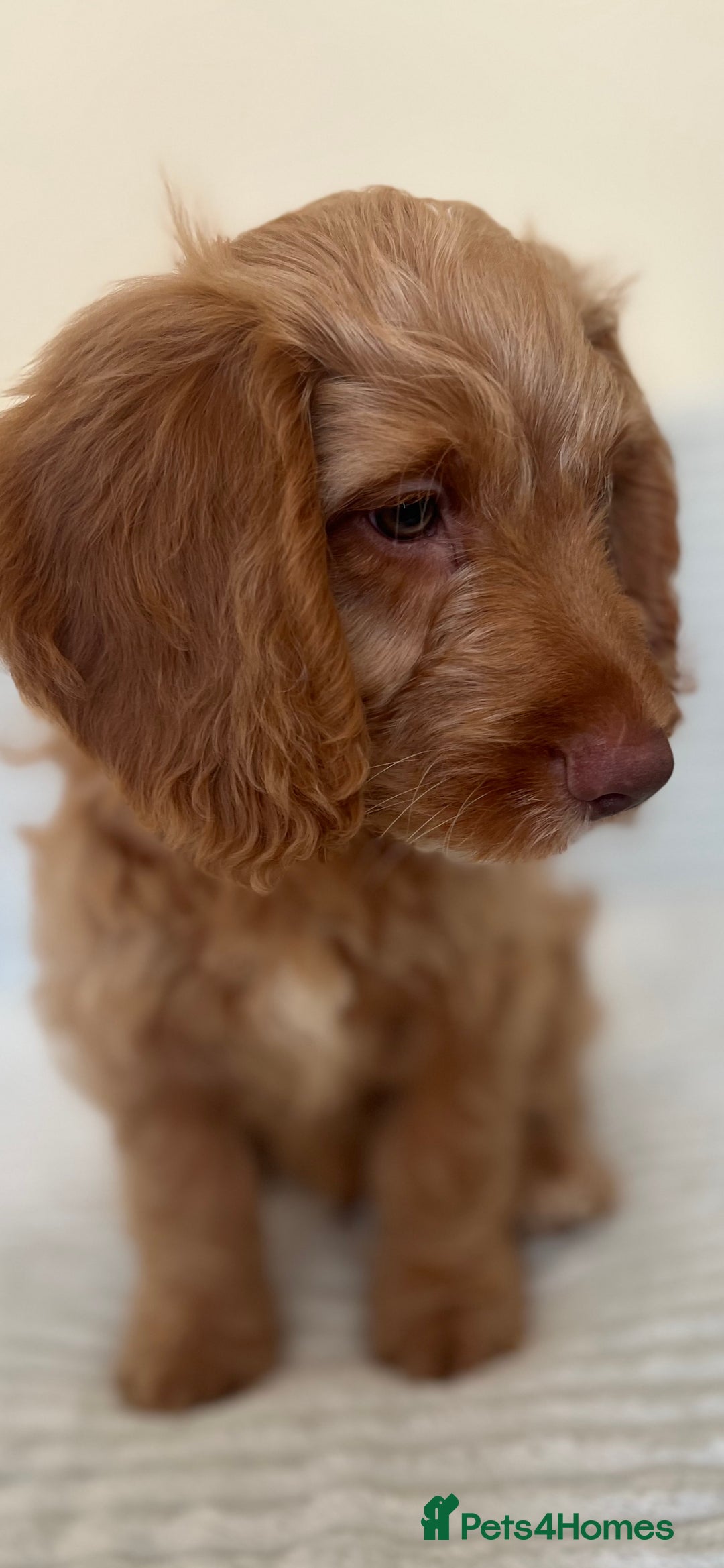 Cockapoo dogs for sale: Rare F1 apricot/ red fox DNA PRCD-PRA clear - Image 34