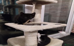 Mixed Breed cats for sale: 2 kittens ready to leave in 2 weeks - Image 2