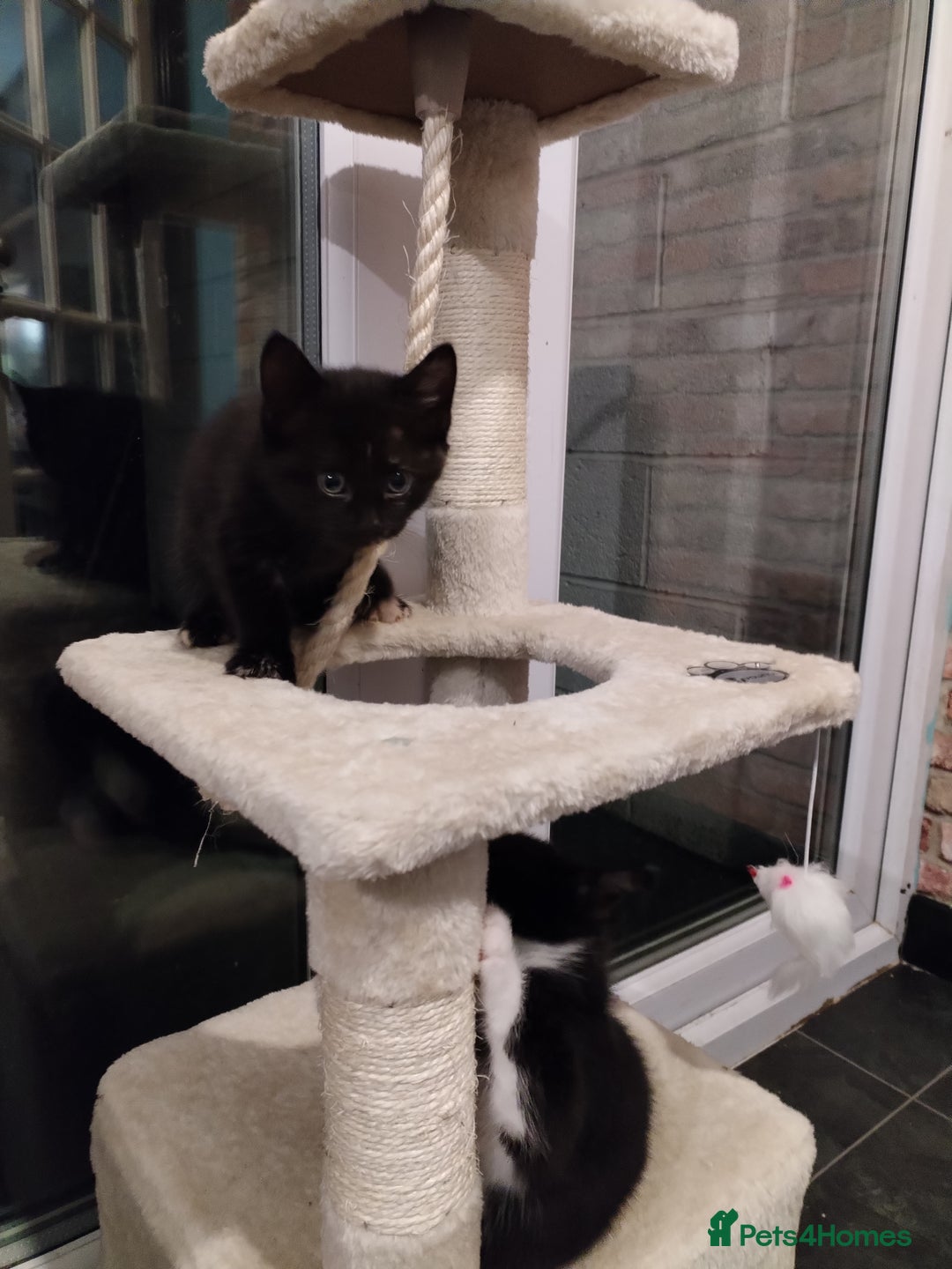 Mixed Breed cats for sale: 2 kittens ready to leave in 2 weeks - Image 2