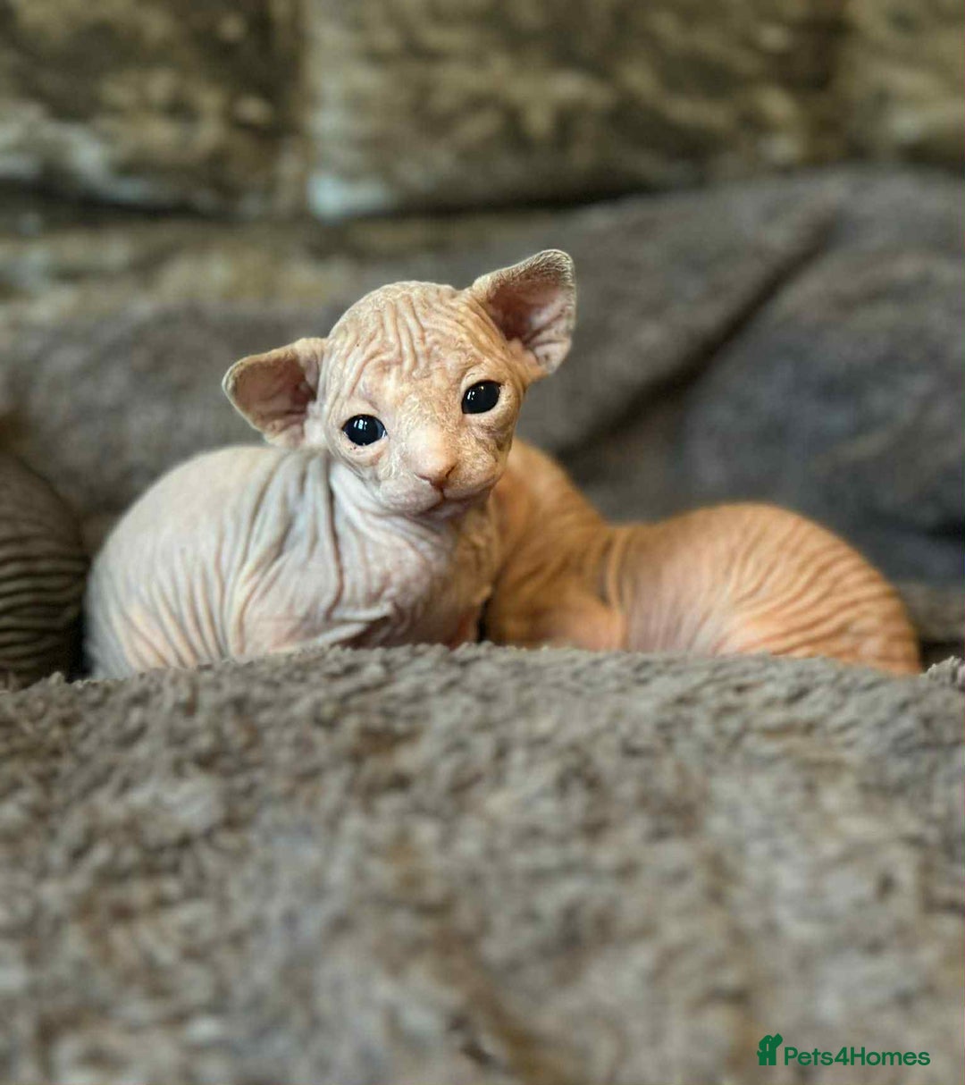 Sphynx cats for sale: 5 Canadian Sphynx kittens available  - Image 9