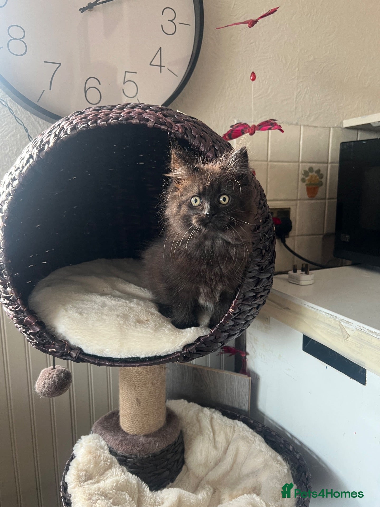 Maine Coon cats for sale: Maine Coon Female kitten - Advert 5