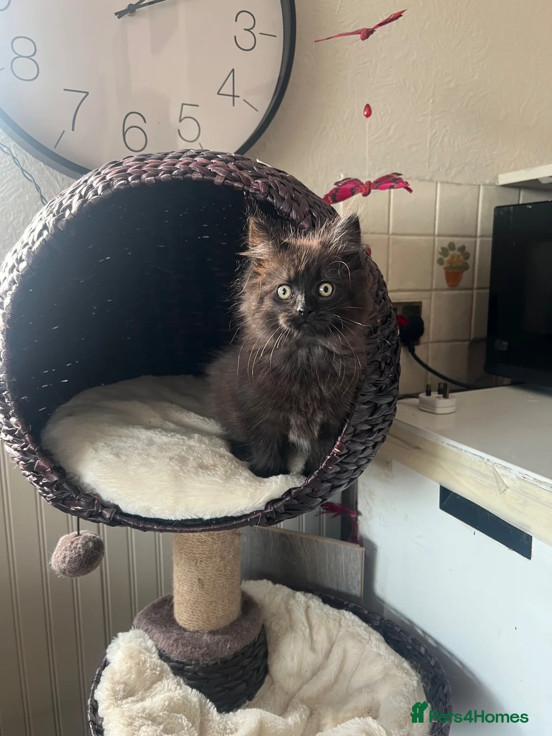 Maine Coon cats for sale: Maine Coon Female kitten - Advert 1