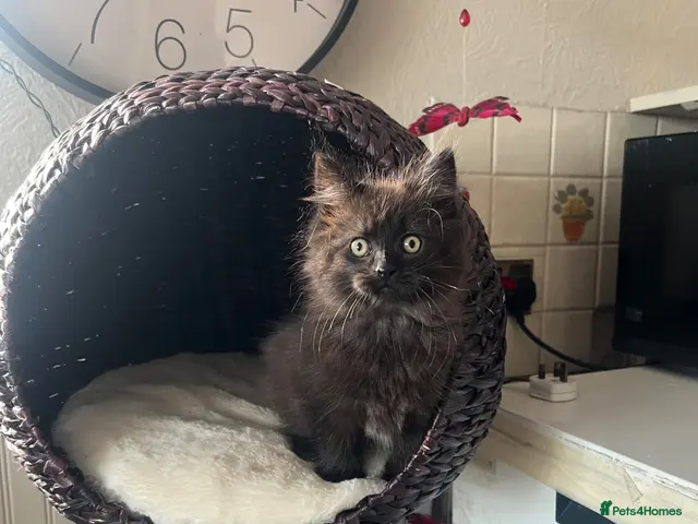 Maine Coon cats for sale: Maine Coon Female kitten - Advert 1