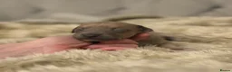 Italian Greyhound dogs for sale: KC reg boys  - Advert 6