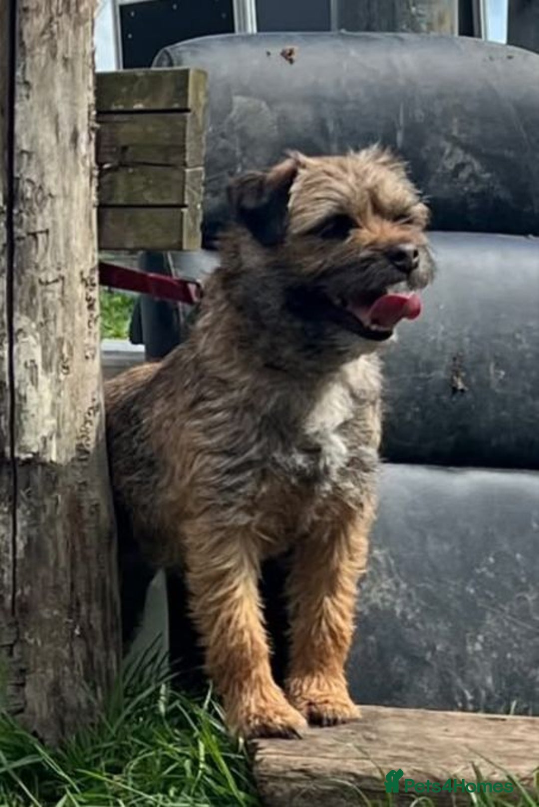 Border Terrier dogs for sale: 2 beautiful border terriors  - Image 2