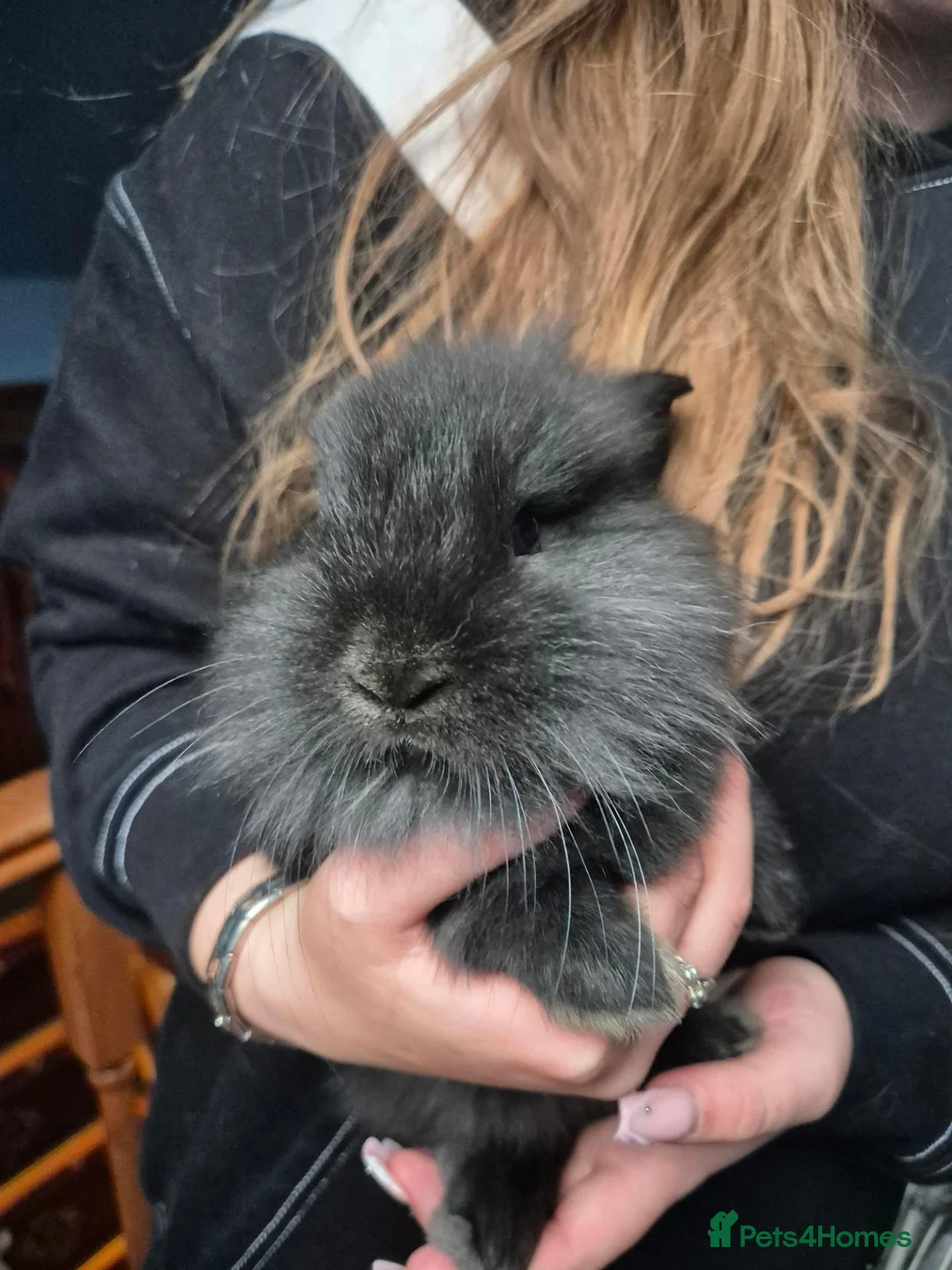 Lionhead rabbits for sale: Lionhead cross babies - Advert 11