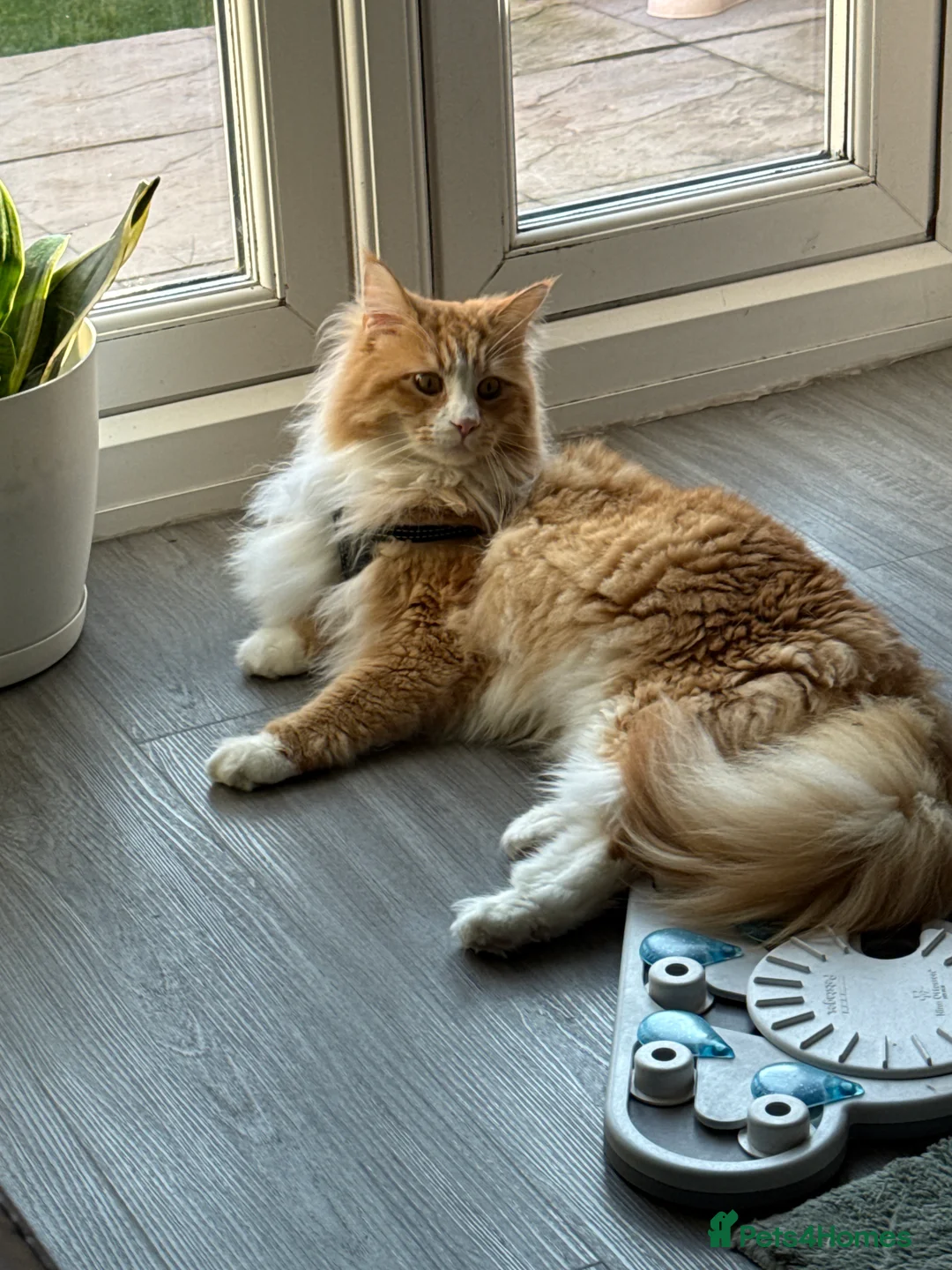 Maine Coon cats for sale: Teddy - Advert 2