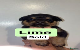 Rottweiler dogs for sale: 11 Chucky Rottweiler puppies for sale  - Image 29