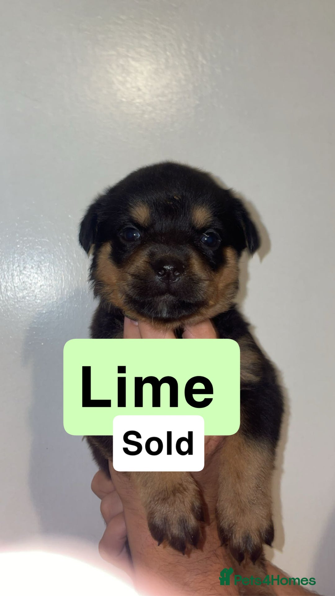 Rottweiler dogs for sale: 11 Chucky Rottweiler puppies for sale  - Image 29