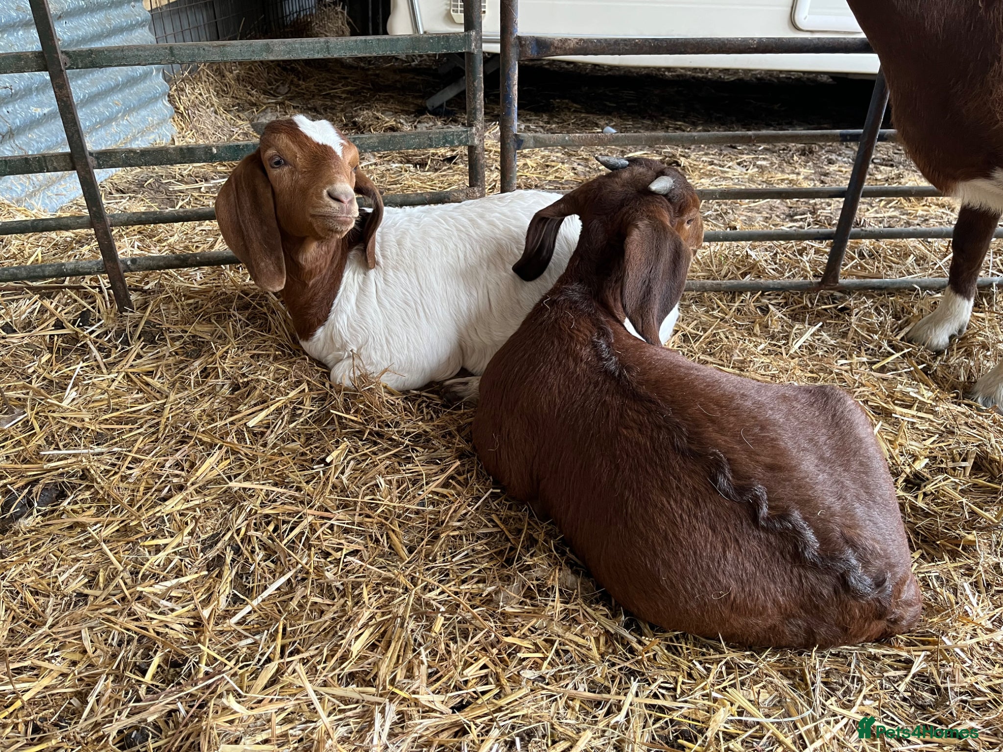 Goats livestock Boer goat kids - Advert 1