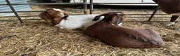 Goats livestock for sale: Boer goat kids - Advert 1