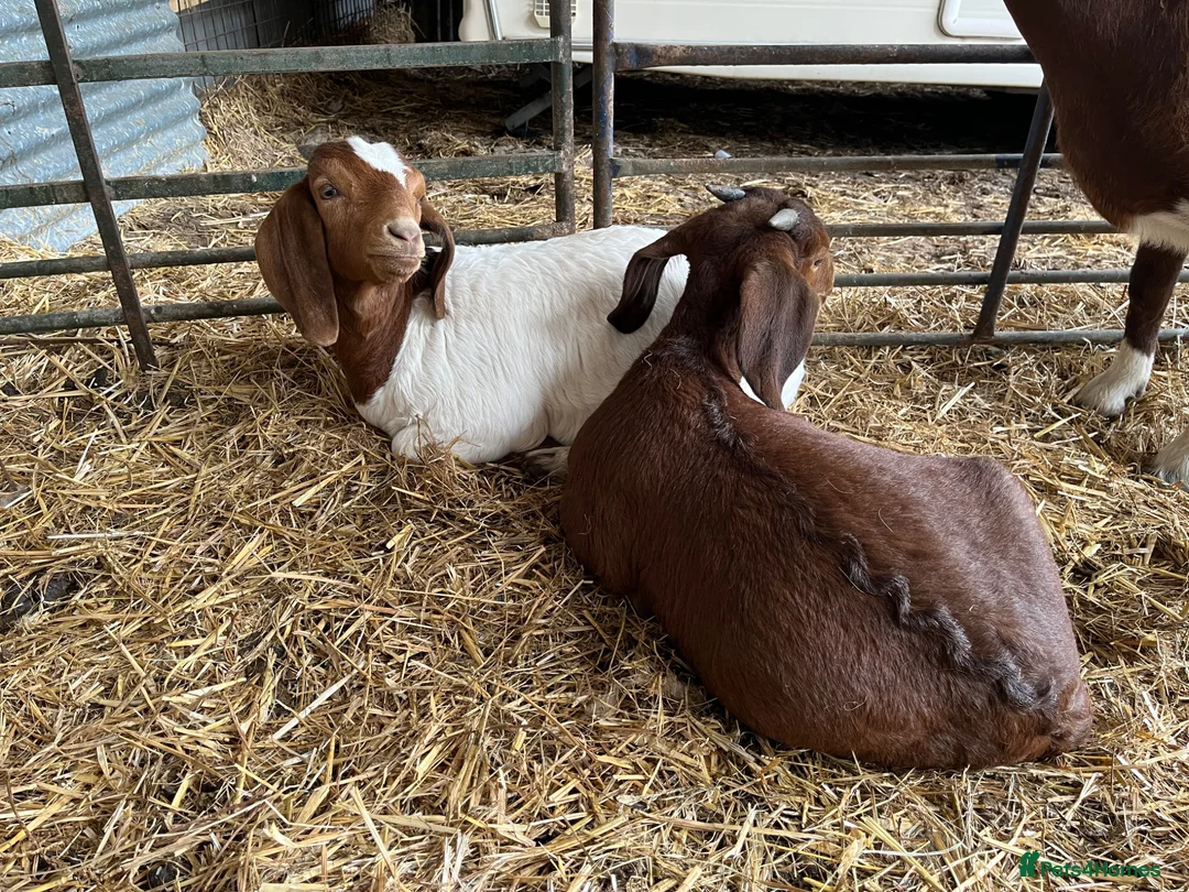 Goats livestock for sale: Boer goat kids - Advert 1