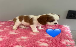 Cavalier King Charles Spaniel dogs for sale: Blenheim cavalier King Charles puppies - Image 10