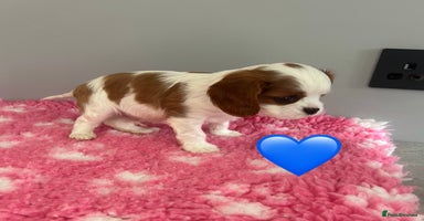 Cavalier King Charles Spaniel dogs - Advert 1