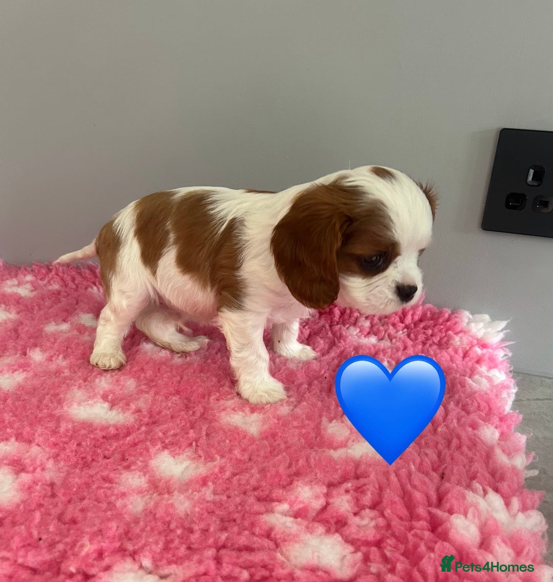 Cavalier King Charles Spaniel dogs for sale: Blenheim cavalier King Charles puppies - Image 10