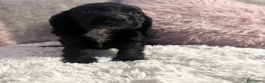 Cocker Spaniel 2