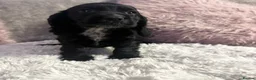 Cocker Spaniel dogs for sale: Stunning spaniel girls looking for forever homes - Advert 10