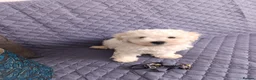 Bichon Frise dogs for sale: Bishon frise - Advert 18