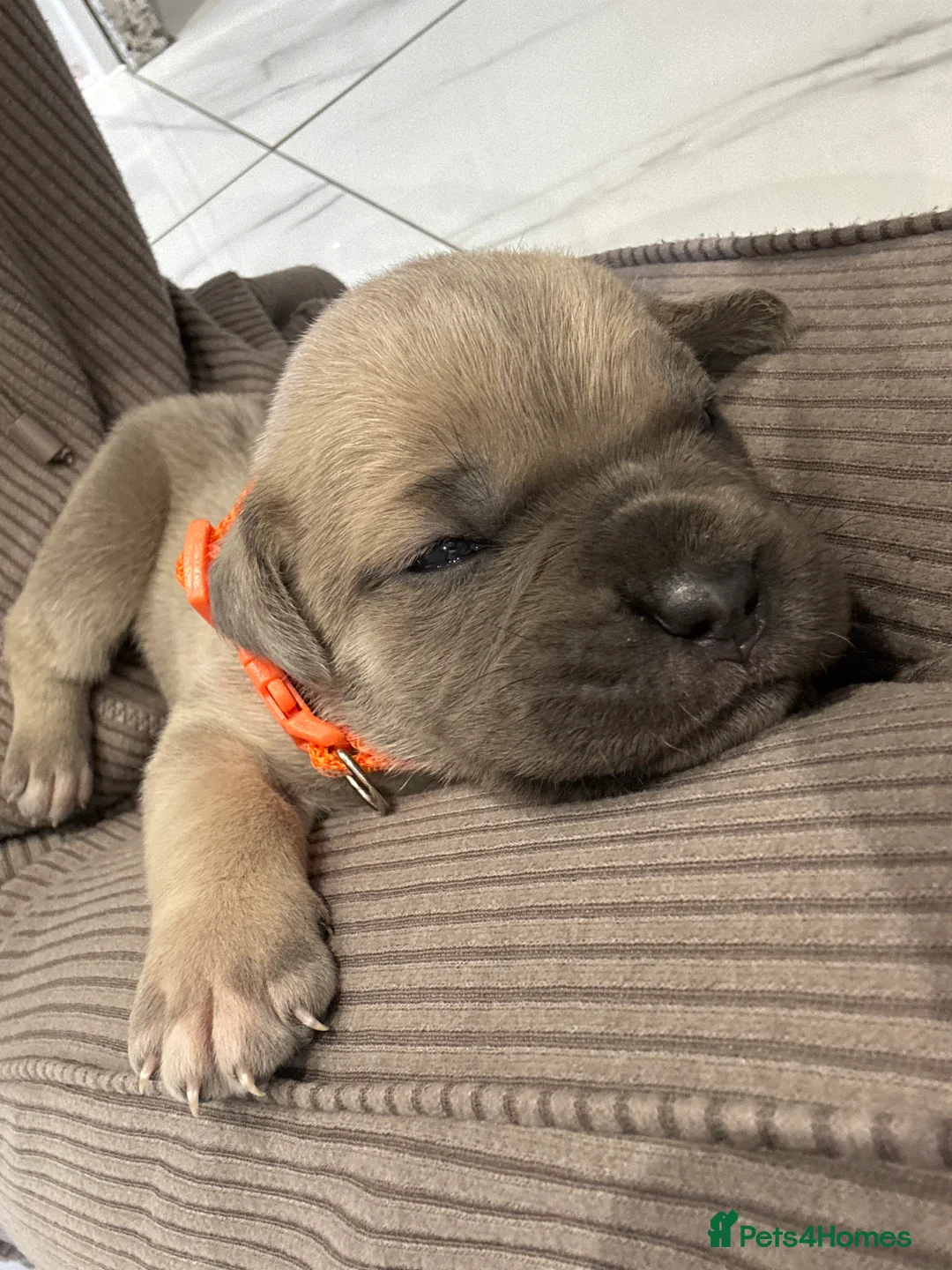 Cane Corso dogs for sale: Cane Corso Puppies 🐶  - Advert 22