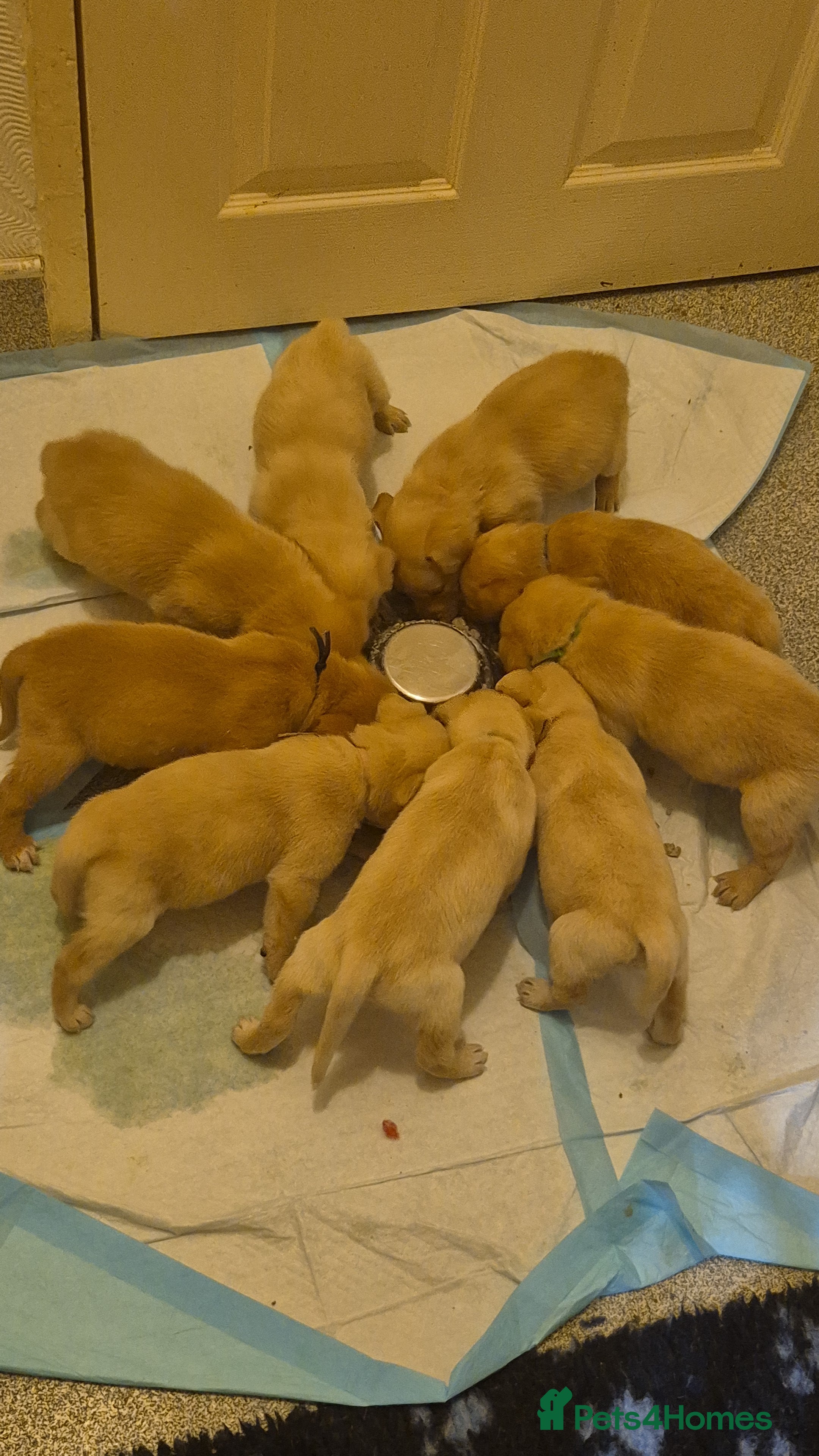 Labrador Retriever dogs KC Reg Working Fox Red & Yellow Lab Puppies - Advert 4
